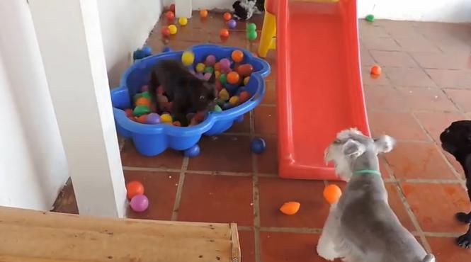 cum reactioneaza un catel cand vede pentru prima oara un bazin cu mingi video