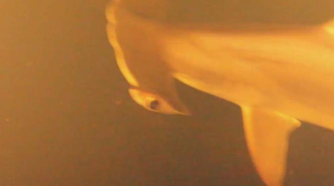 un explorator a descoperit ca rechinii pot trai in apele fierbinti si acide ale unui vulcan subacvatic