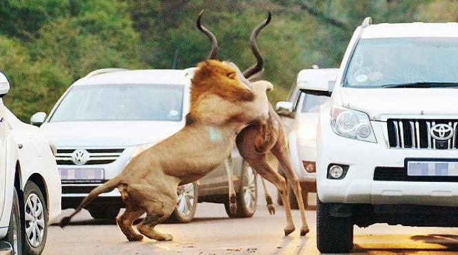 scene sangeroase vazute de turistii aflati intr un parc natural din africa de sud galerie foto