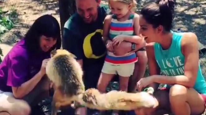 ce face o vulpe ca sa primeasca mancare