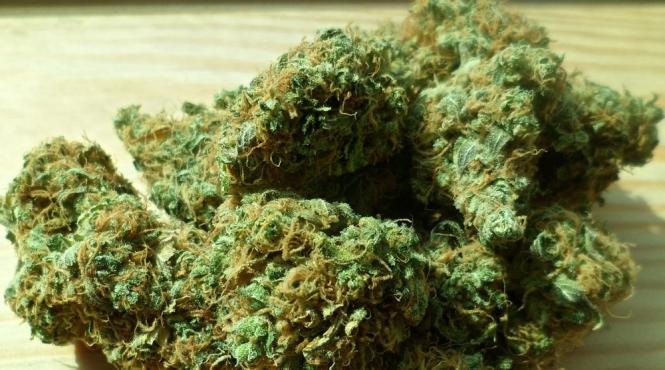 peste 200 de parlamentari italieni vor legalizarea canabisului