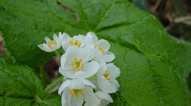 ploaia are un efect neasteptat asupa acestei flori video