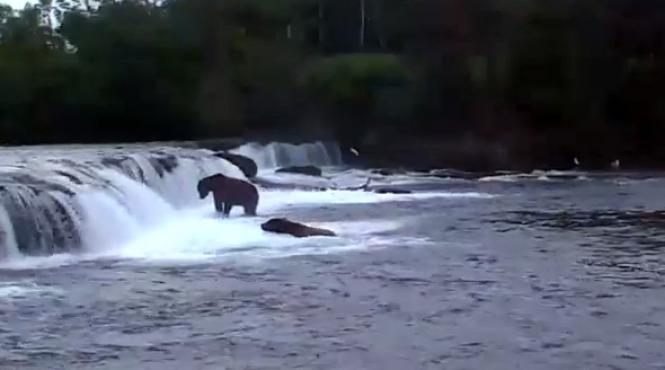 cum pescuiesc ursii din alaska transmisie live