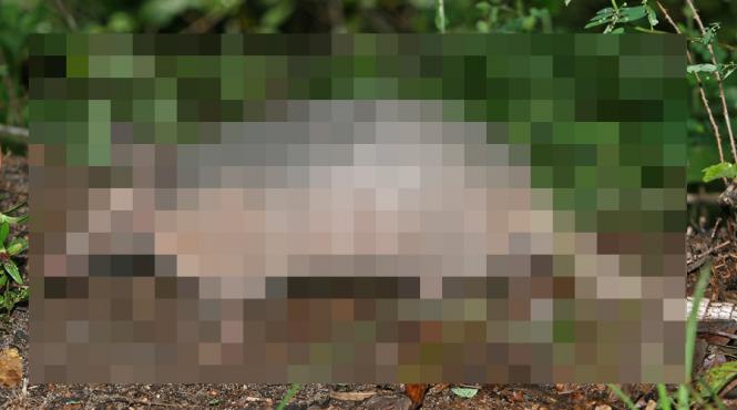 autoritatile din florida ingrijorate de numarul crescand al cazurilor de lepra cine este vinovatul