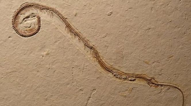 a fost descoperit primul sarpre cu patru picioare