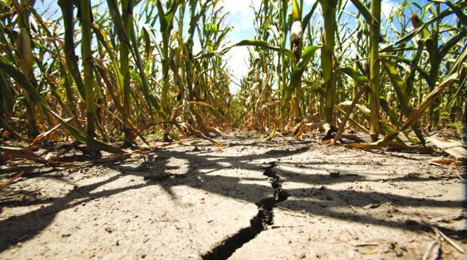 seceta a parjolit doua strategii de irigatii