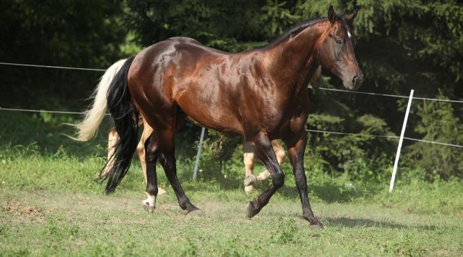 statul confunda herghelia nationala cu martoagele