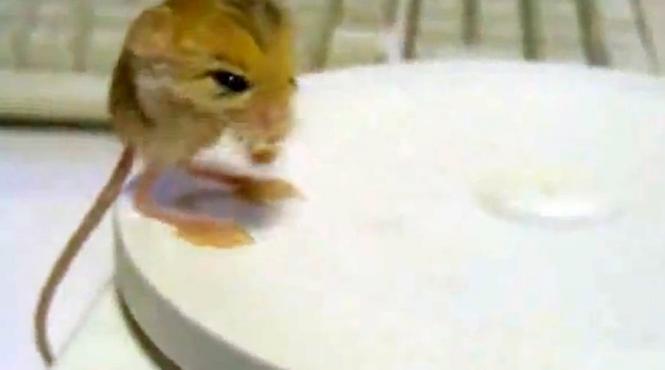 cel mai simpatic animalut de pe internet nu este o pisica video