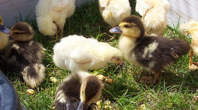 embargoul rusesc ce au facut autoritatile ruse cu 50 de boboci de rata