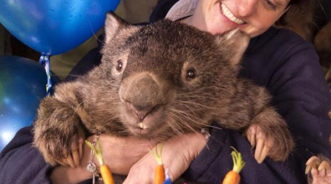 cel mai celebru wombat din lume isi cauta perechea pe tinder
