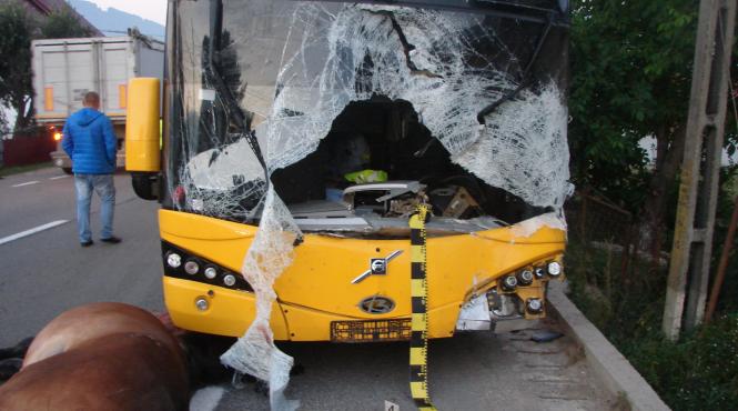 accident la campulung moldovenesc soferul unui autocar a murit dupa ce a lovit un cal