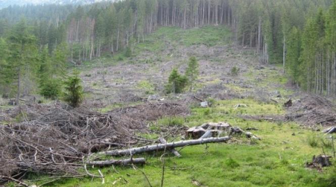 ritmul de defrisare a padurilor s a redus la jumatate la nivel mondial