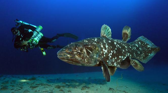 un peste fosila vie dispune de un plaman atavic