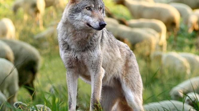 bancile vor finanta rezolvarea litigiilor cu clientii nemultumiti