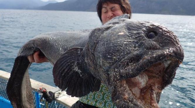 monstru marin capturat in apropierea unei zone contaminate radioactiv