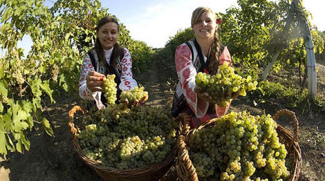 barbatii prefera grasele