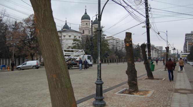 la loc comanda teii taiati pe bulevard la iasi vor fi replantati