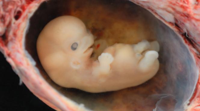 in marea britanie au fost autorizate grefele de uter