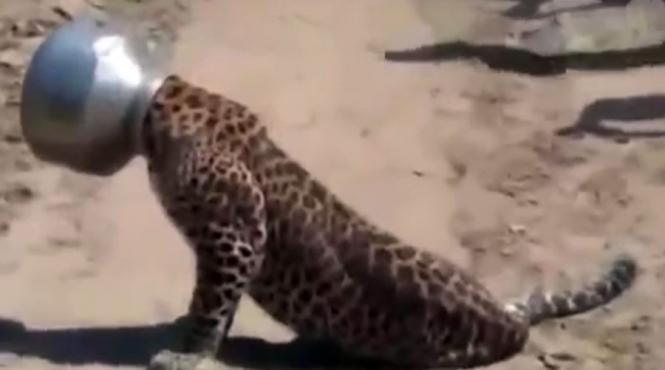 video un leopard ramas cu capul blocat intr un vas eliberat dupa 12 ore