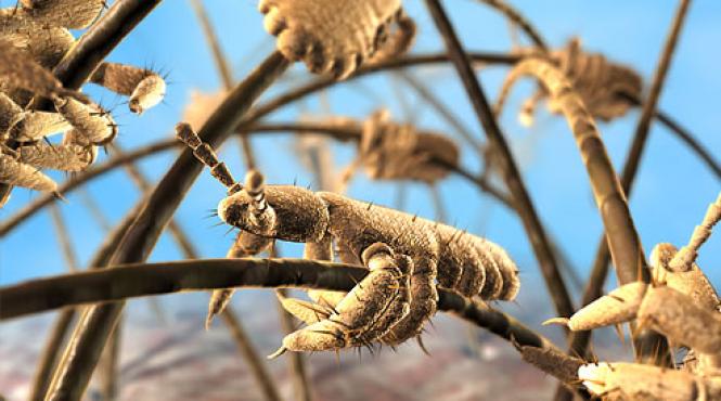 invazie de paduchi in scolile din galati