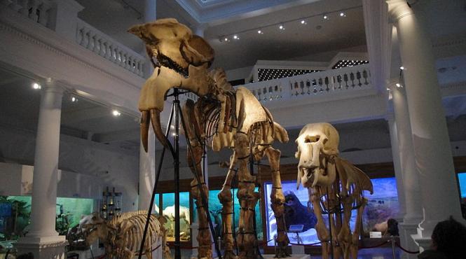 intrare gratuita la muzeul antipa celor care au nume care aminteste de lumea necuvantatoarelor