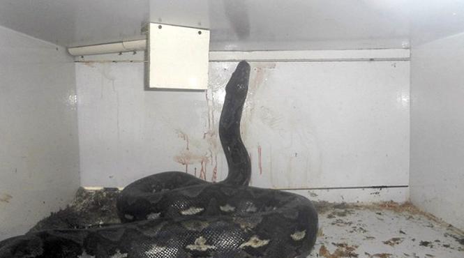 proprietarul unui magazin de reptile aproape sa devina pranzul unui piton