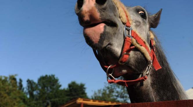 vineri incepe karpatia horse trials pe domeniul cantacuzino din floresti
