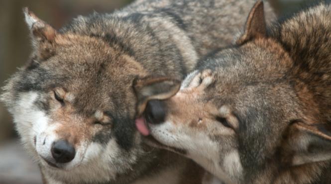 lupii din harghita sunt pusi in pericol din cauza numarului mare de caini vagabonzi