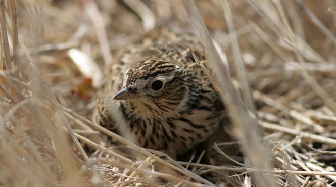 dosar penal pentru doi braconieri italieni prinsi la vanatoare de ciocarlii