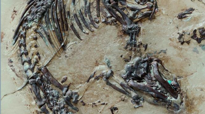 fosila unui mamifer de acum 125 milioane de ani indica evolutia timpurie a blanii si a spinilor la animale