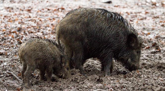 avertisment pentru vanatorii din bulgaria nu confundati migrantii cu mistretii