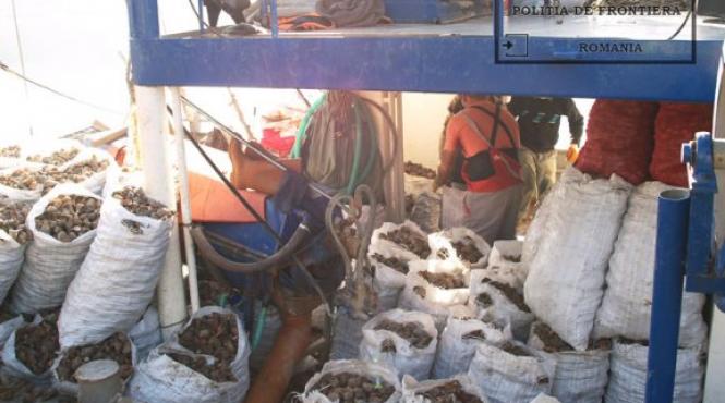 captura record de rapana confiscata de la braconieri