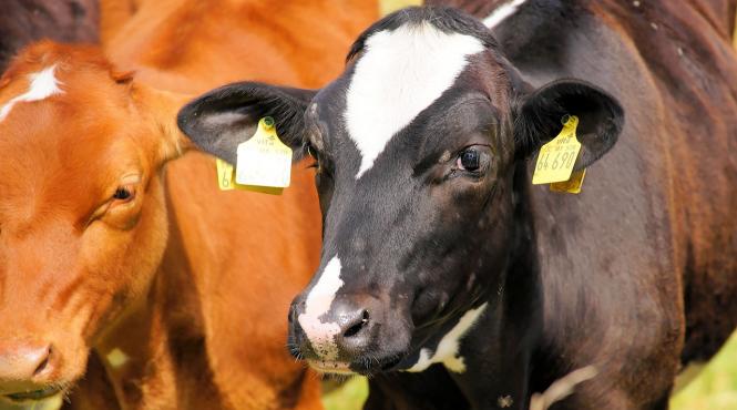 cancerul mamar este cauzat de un virus prezent la vaci