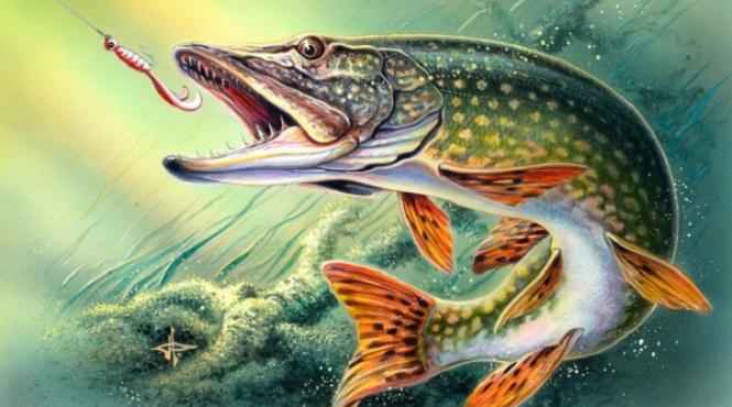 reteta zilei de sambata stiuca in sos de vin retete romanesti pe gustul tau