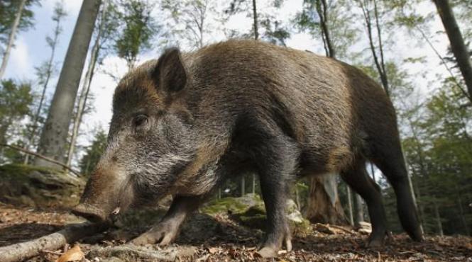o femeie din botosani a fost muscata de un mistret pe un drum satesc