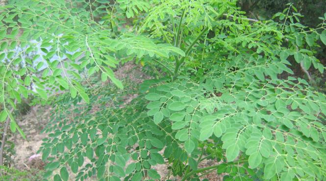 descoperire uimitoare aceasta planta poate vindeca 5 tipuri de cancer