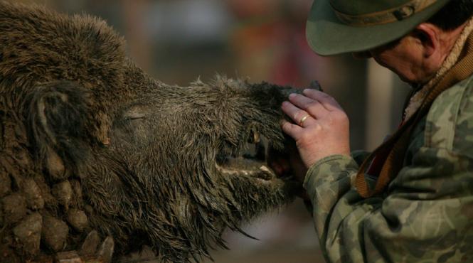 animale suspecte de pesta porcina africana in delta dunarii