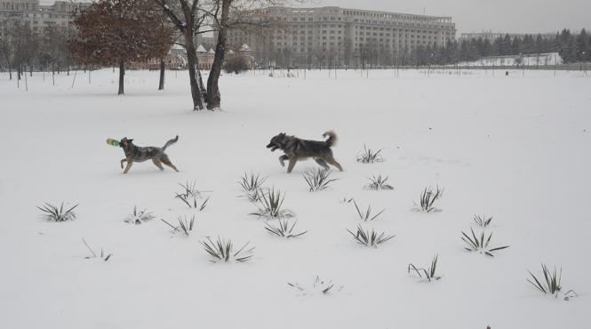 1 000 de persoane muscate de caini s au prezentat la matei bals in ultimele doua luni