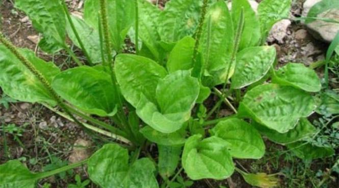 tratamente naturiste pe baza de patlagina afla retetele si ce boli vindeca