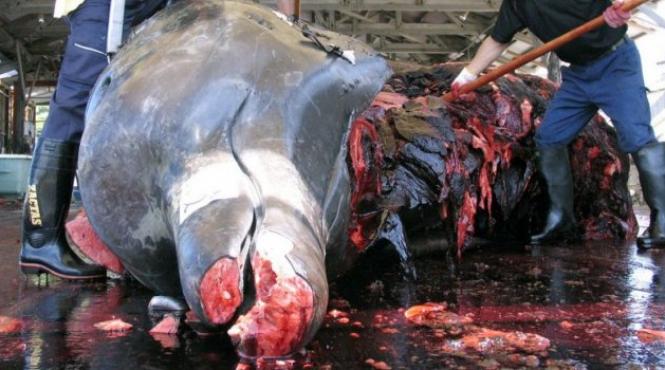 anonymous a atacat site ul premierului japonez pentru a protesta fata de vanarea balenelor