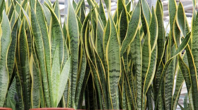 5 plante de apartament care combat insomnia si imbunatatesc calitatea somnului