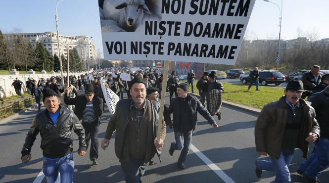 ciobaniada la parlament