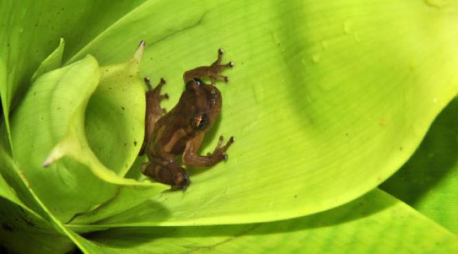 natura este mereu surprinzatoare au fost descoperite inca sase specii de broaste