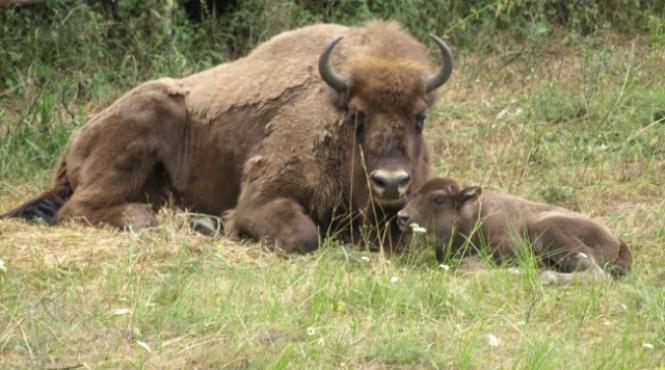 rezervatia de zimbri din hateg are o mica surpiza pentru vizitatori