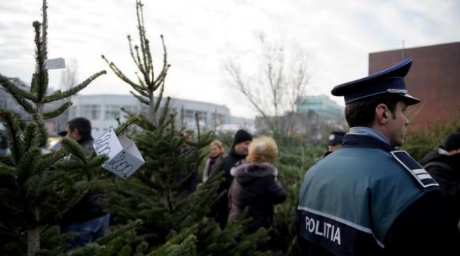 pomi de craciun confiscati de politisti din gari si piete