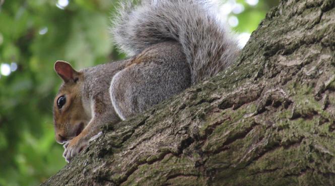 video veveritele sunt mai inteligente decat credem