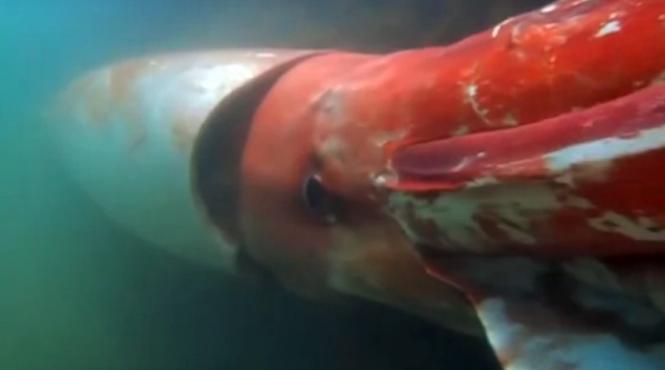 video un calamar gigantic si a facut aparitia intr un port din japonia