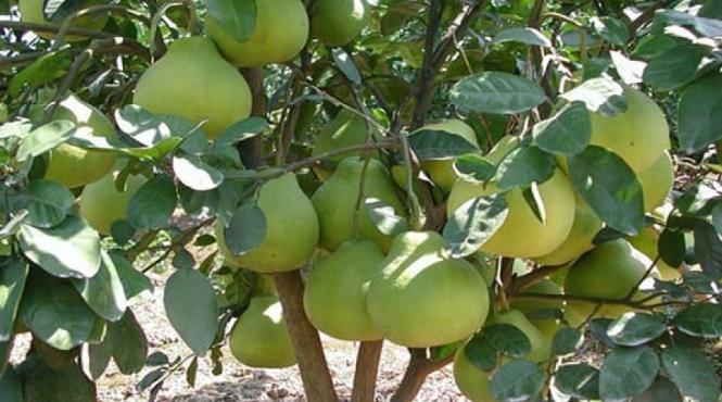 tratamente naturiste pomelo un fruct exotic si 8 motive sanatoase ca sa l consumi cat mai des