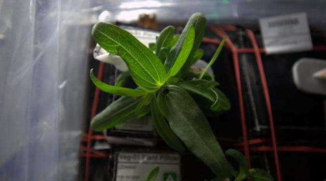 cum arata prima planta care a inflorit in spatiu