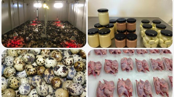 ferma de prepelite o afacere de nisa